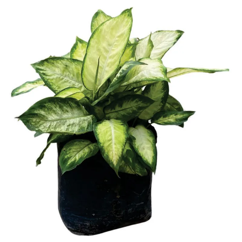 Planta natural de interior dieffembachia Mariana/Camila B26 Planticenter