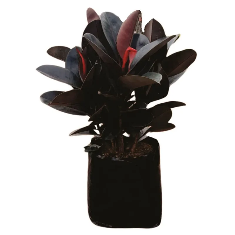 Planta natural de interior ficus elástica negro/morado B45 Planticenter