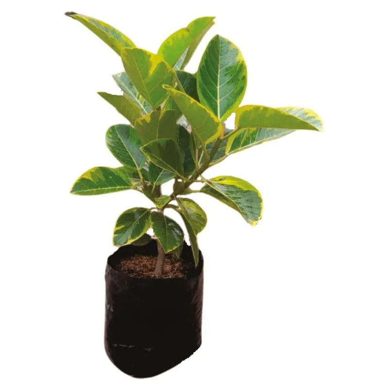 Planta natural de interior ficus elástica varieg amarilloB35 Planticenter
