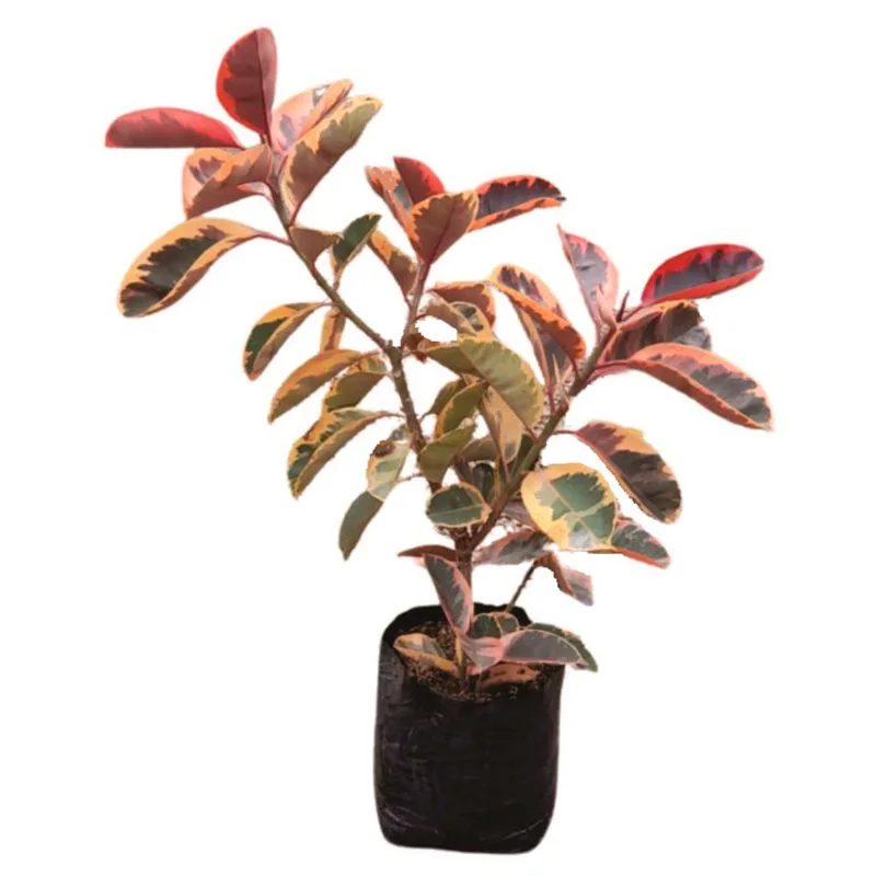 Planta natural de interior ficus elástica variegado rojo B35 Planticenter