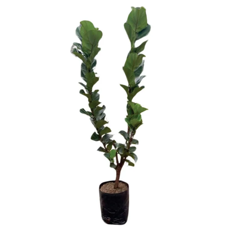 Planta natural de interior ficus lyrata bambino B26-70 Planticenter