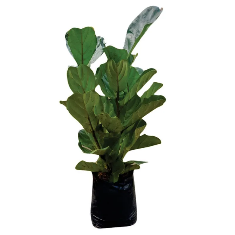 Planta natural de interior ficus pandurata B45-100/120 Planticenter