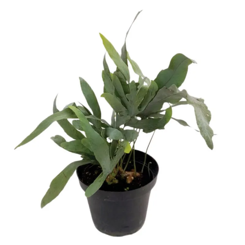 Planta natural de interior helecho blue star P14 Planticenter