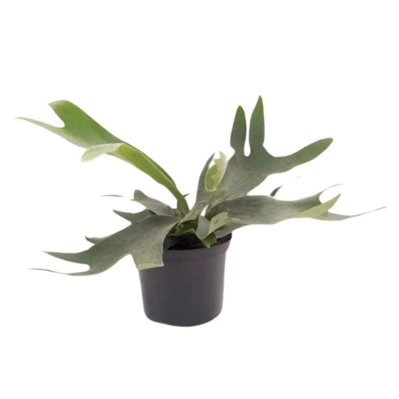 Planta natural de interior helecho cacho de venado P14 Planticenter