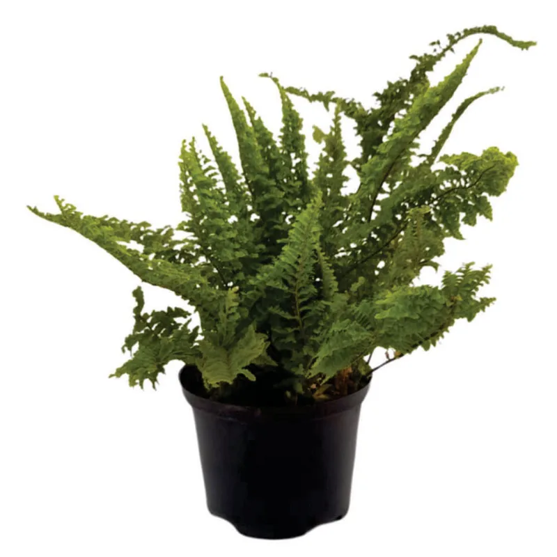 Planta natural de interior helecho costeño P14 Planticenter