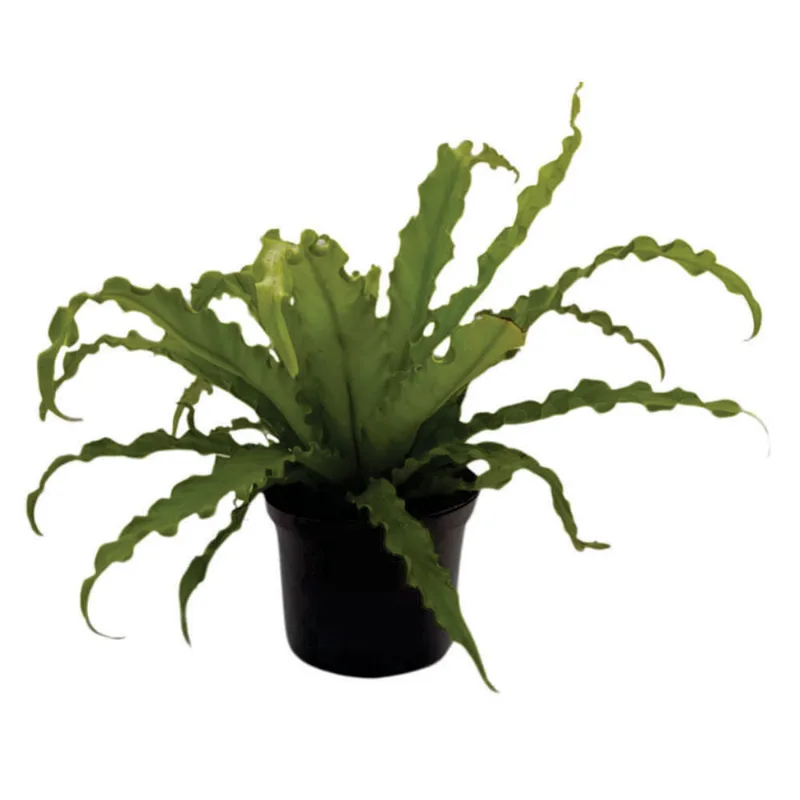 Planta natural de interior helecho nido de ave P14 Planticenter