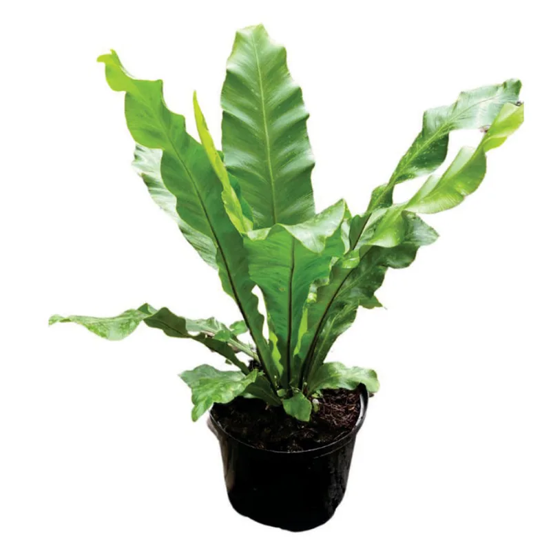 Planta natural de interior helecho nido de ave liso P14 Planticenter