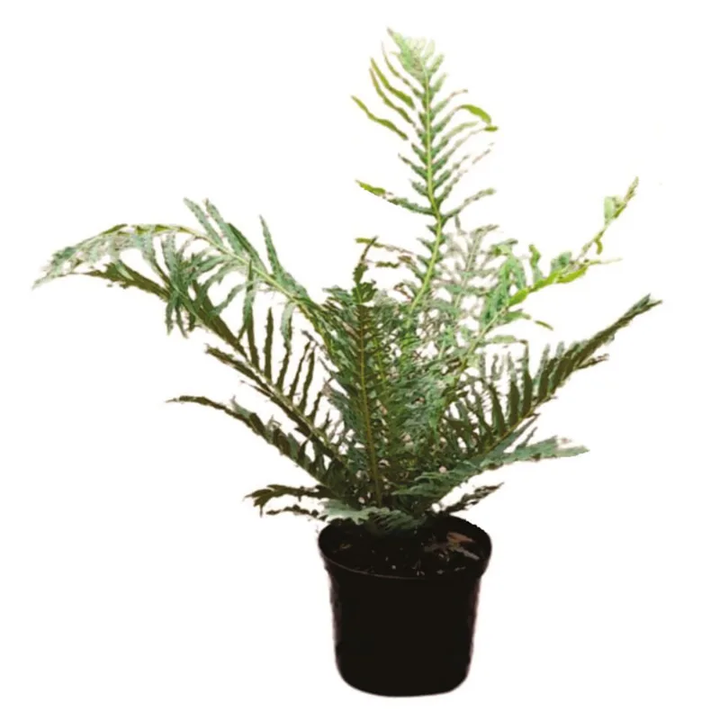 Planta natural de exterior helecho palma P14 Planticenter