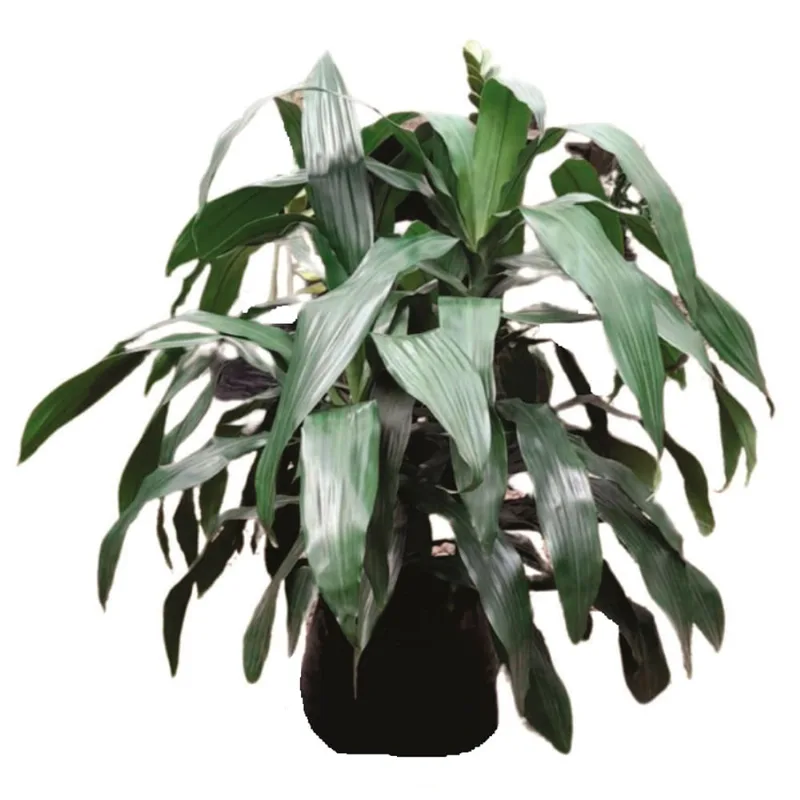 Planta natural de interior janet craig B35-70 Planticenter