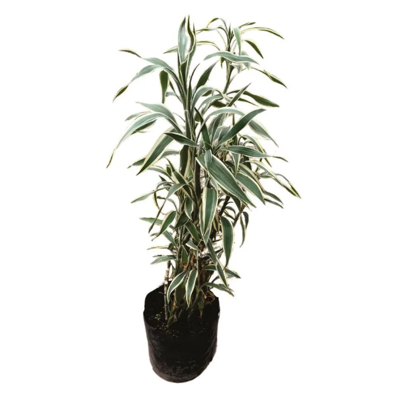 Planta natural de interior lucky bambú B26-60 Planticenter