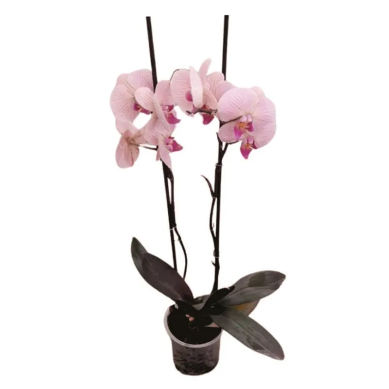 Planta natural de interior flor orquidea phalaenopsis P12 Planticenter