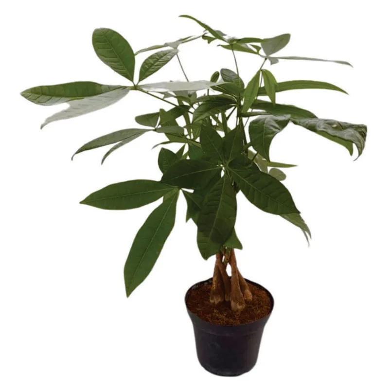 Planta natural de interior pachira P14 Planticenter