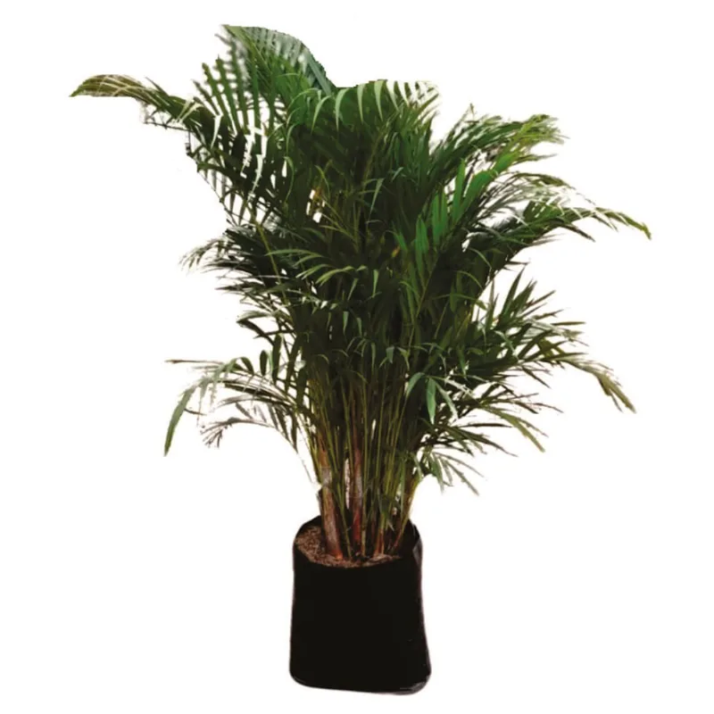 Planta natural de interior palma areca B35-120/150 Planticenter