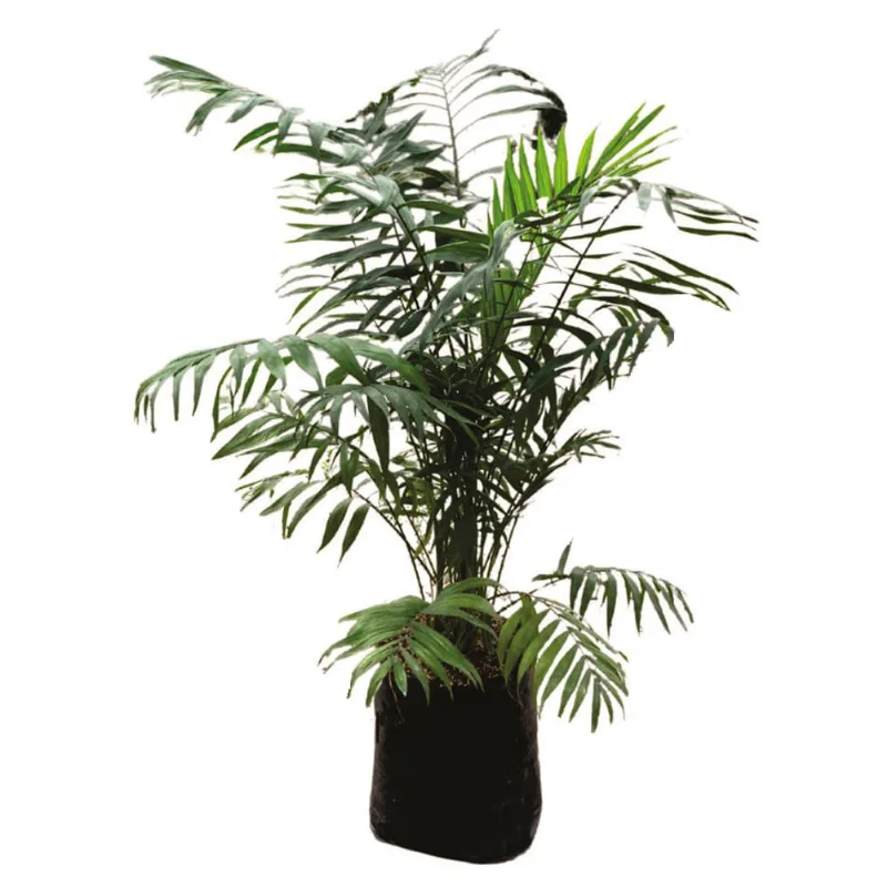 Planta natural de interior palma bella B35-60 Planticenter