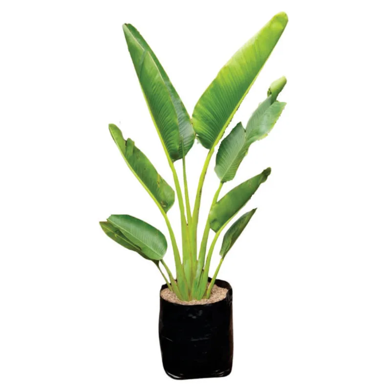 Planta natural de interior palma de viajero B45-80/100 Planticenter