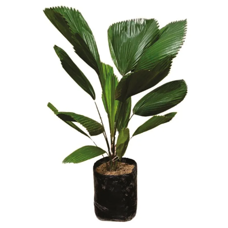 Planta natural de interior palma licuala B35-80 Planticenter