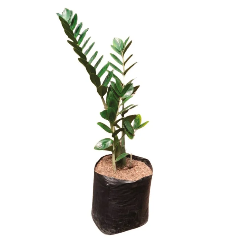 Planta natural de interior palma ZZ B35-50 Planticenter