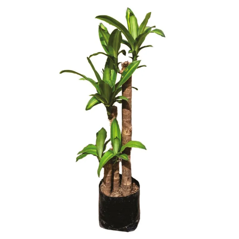Planta natural de interior palo del brasilx3 Planticenter