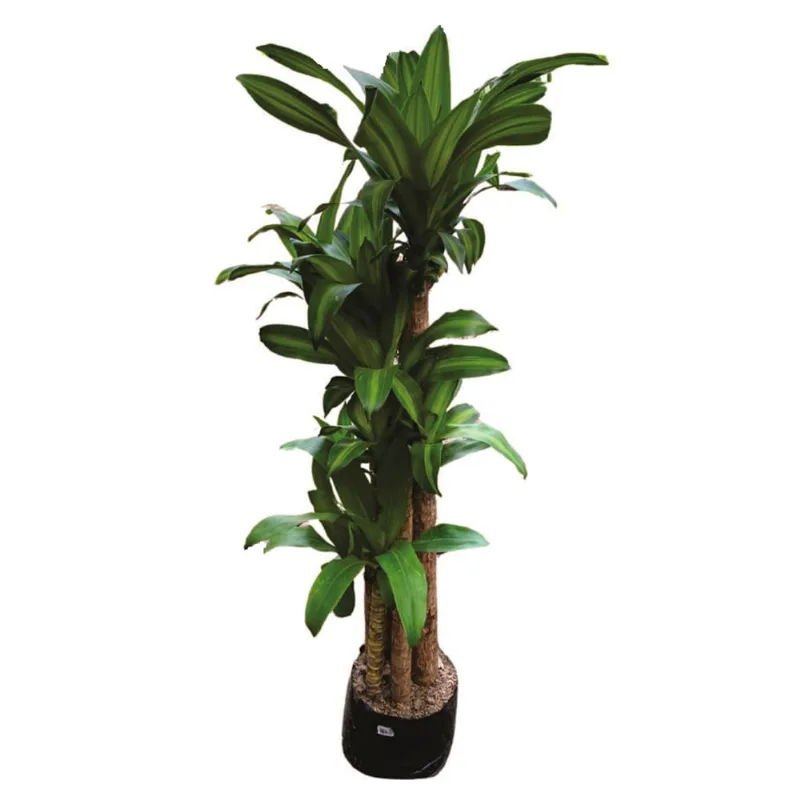Planta natural de interior palo del brasilx5 Planticenter