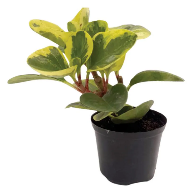 Planta natural de interior peperomia conga colores P10 Planticenter
