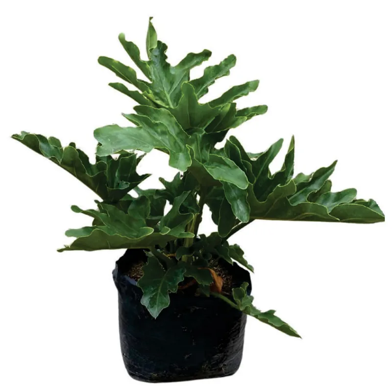 Planta natural de interior philodendron selloum B35 Planticenter