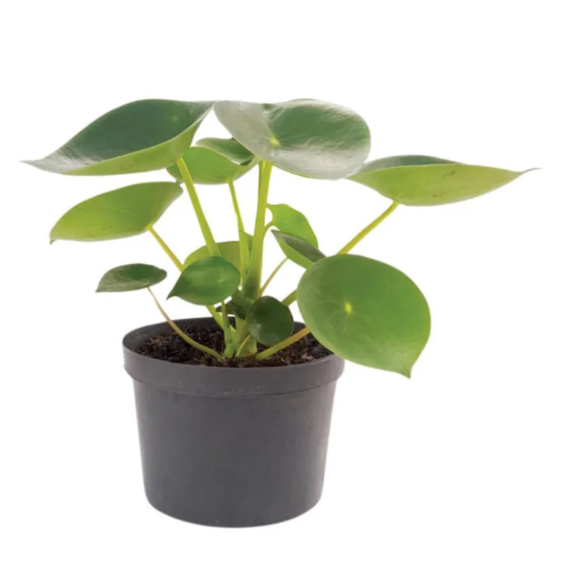 Planta natural de interior pilea peperomioides cucharita P14 Planticenter