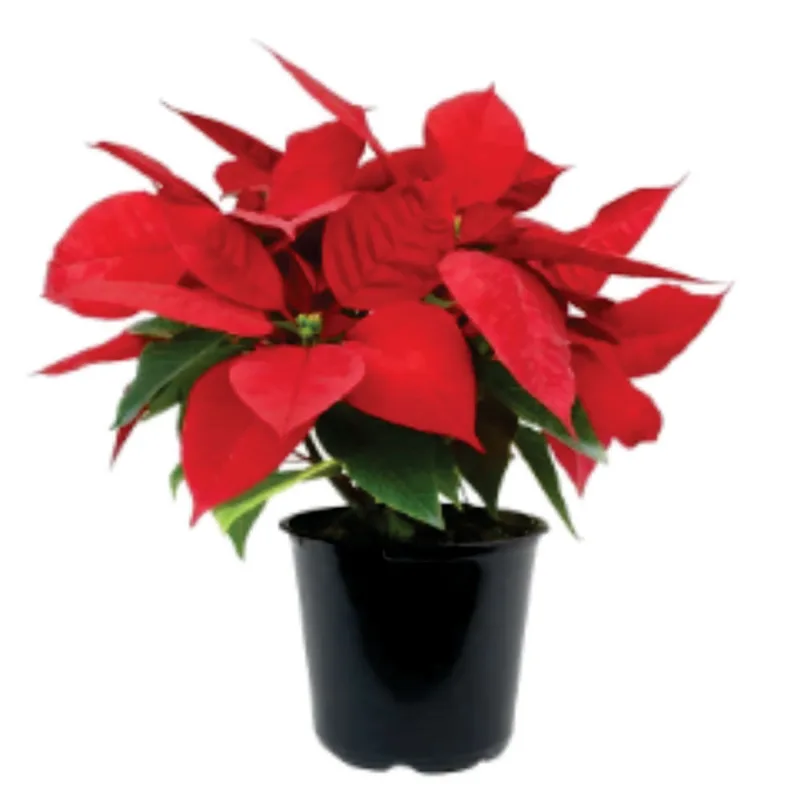 Planta natural de interior poinsettia P14 Planticenter