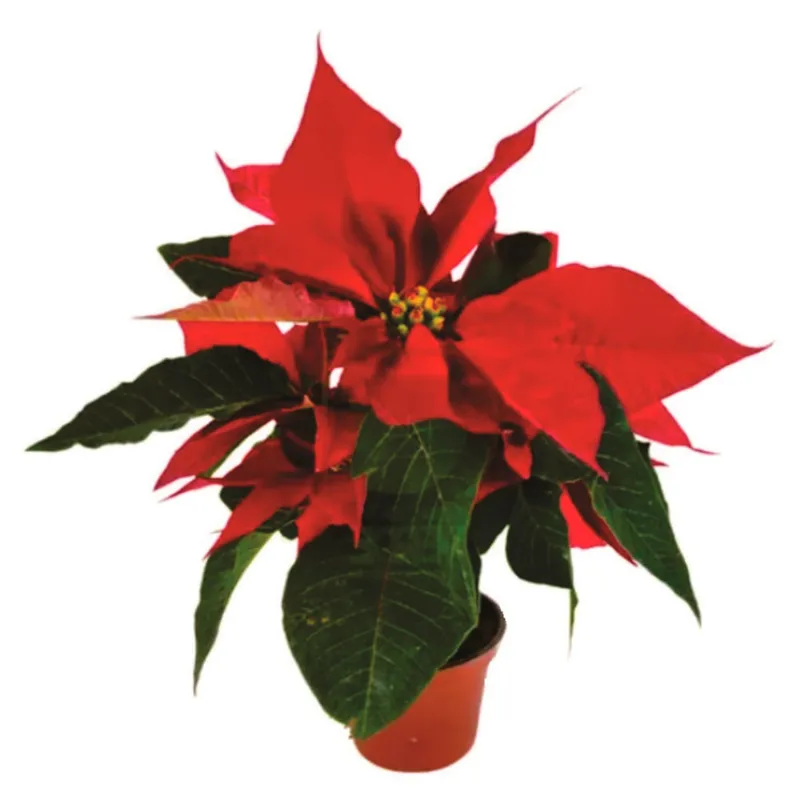 Planta natural de interior poinsettia P28 Planticenter