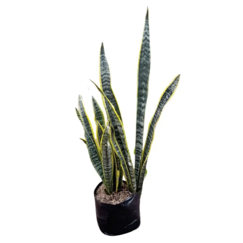 Planta natural de interior sansevieria lengua de suegra B35 Planticenter