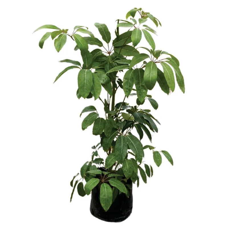 Planta natural de interior scheffelra arborea B35-100 Planticenter