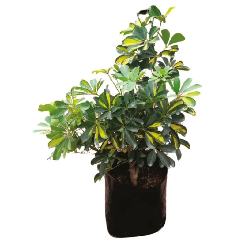 Planta natural de interior schefflera variegada B35-40/50 Planticenter