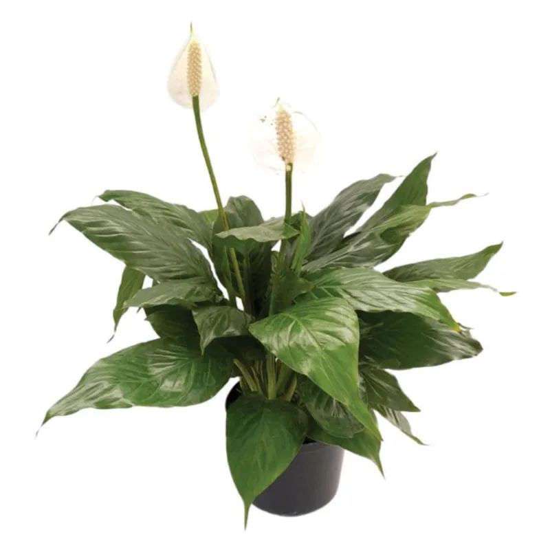 Planta natural de interior flor spatifilium mini P10 Planticenter