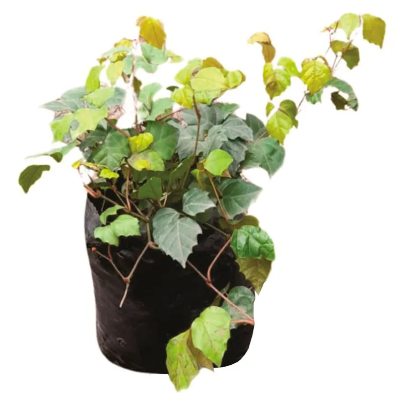 Planta natural de interior uva rusa B35 Planticenter