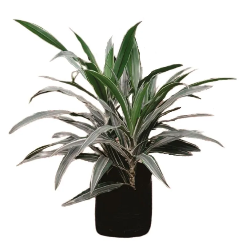 Planta natural de interior warneckii B35 Planticenter