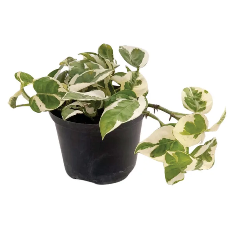 Planta natural de interior miami pothus blanco porcelana P14 Planticenter