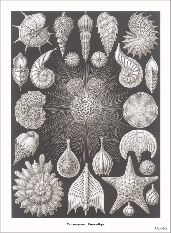 SE-133 Thalamophora - Kammerlinge Illustration - Vintage Image Magnet, Pack of 6