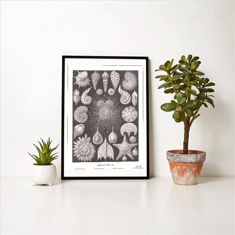 SE-133 Thalamophora - Kammerlinge Illustration - Vintage Image Art Print, Individual Print