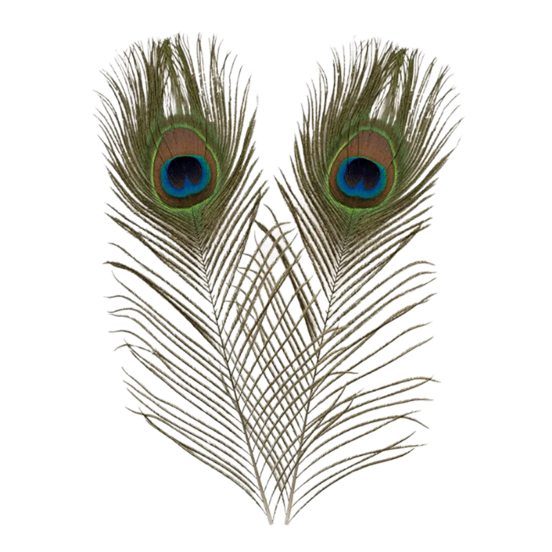 Pluma de Pavo Real Chica
