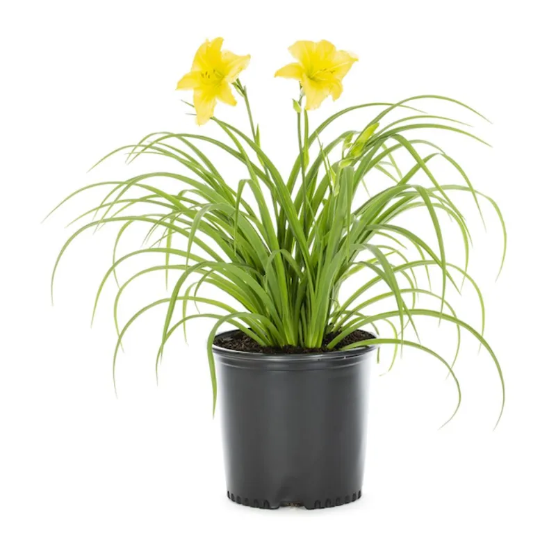Daylily 1 Gallon Container Assorted Colour
