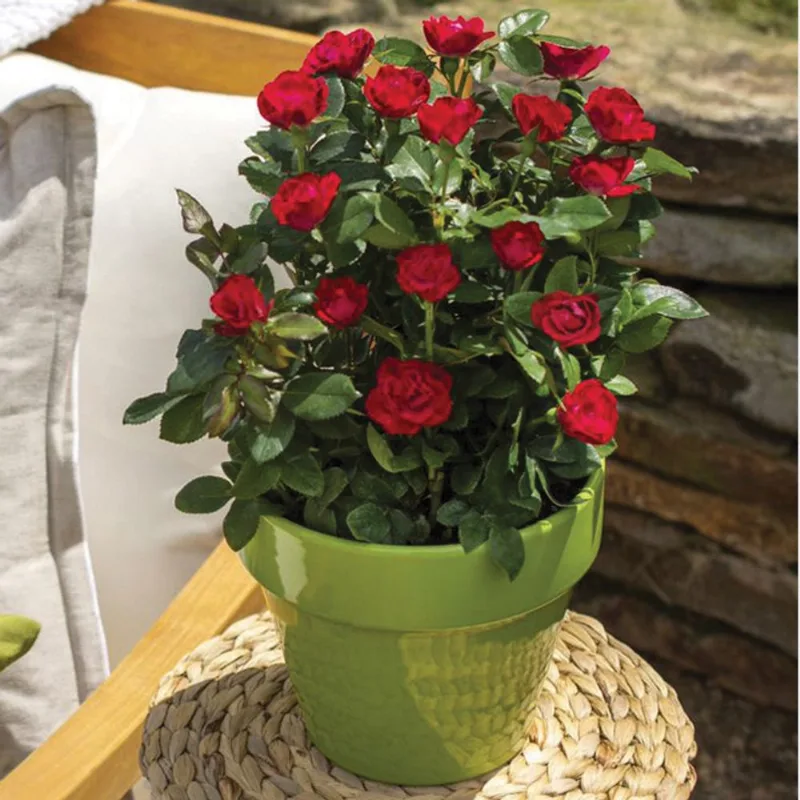 Petite Knock Out Rose 2-Gallon - Red