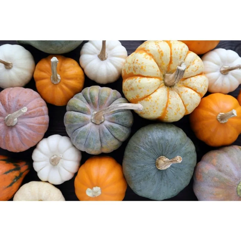 Green Plus Assorted Specialty Pumpkins - Medium Size