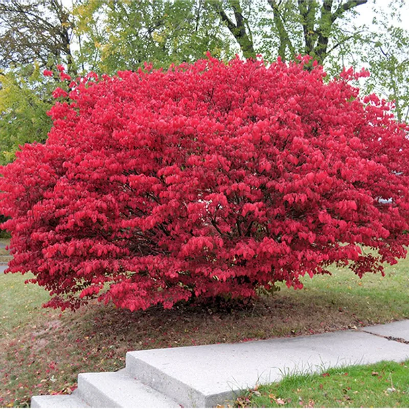 Burning Bush - 2-gal. Container