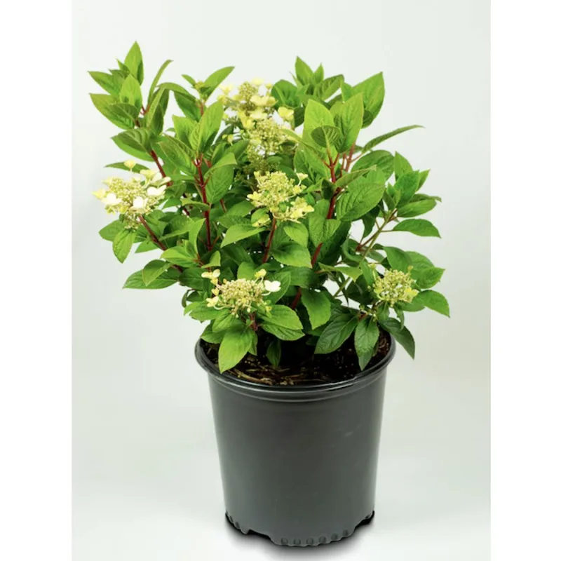 Assorted Hydrangea Panniculata - 2-gal. Container