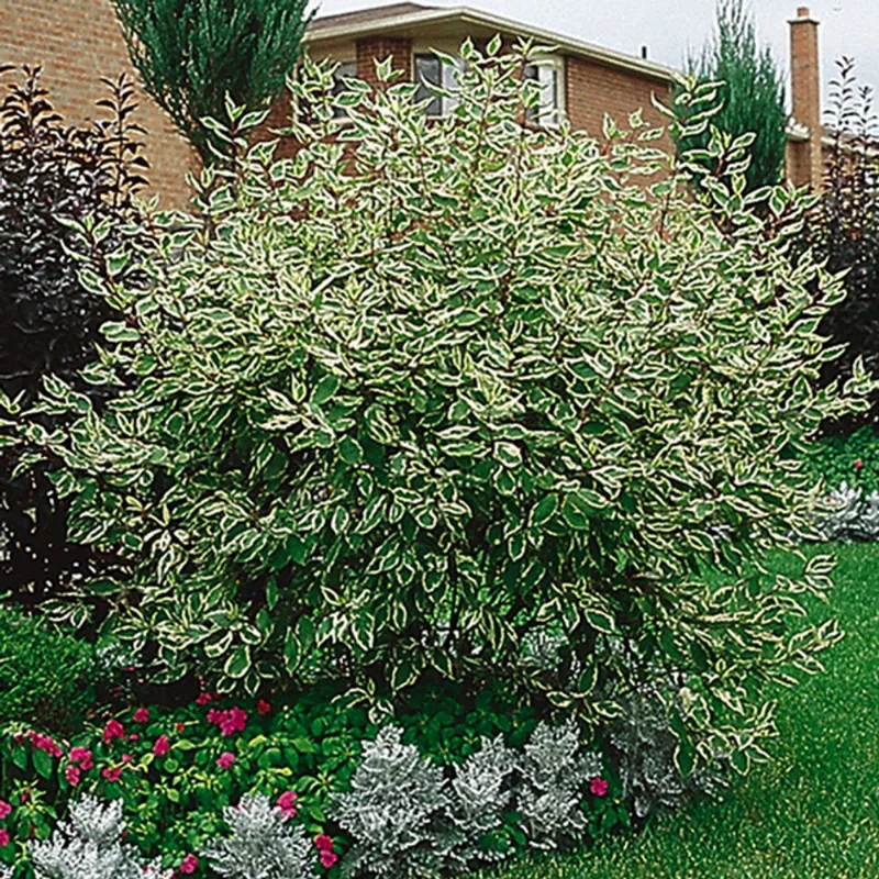 Assorted Dogwood - 2-gal. Container