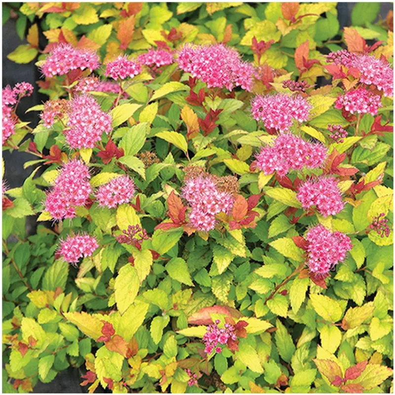 Spirea - 2-Gallon Container Assorted