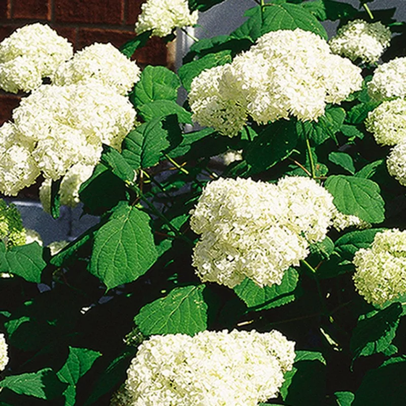 Assorted Hydrangea - 2-Gallon Container
