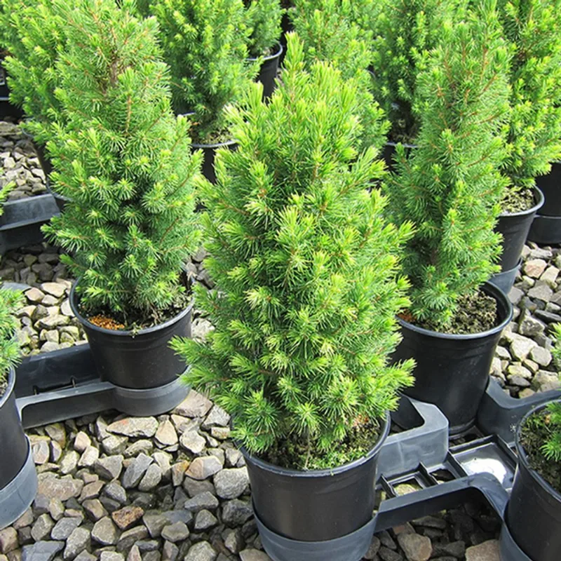 Alberta Spruce - 2-Gallon Container