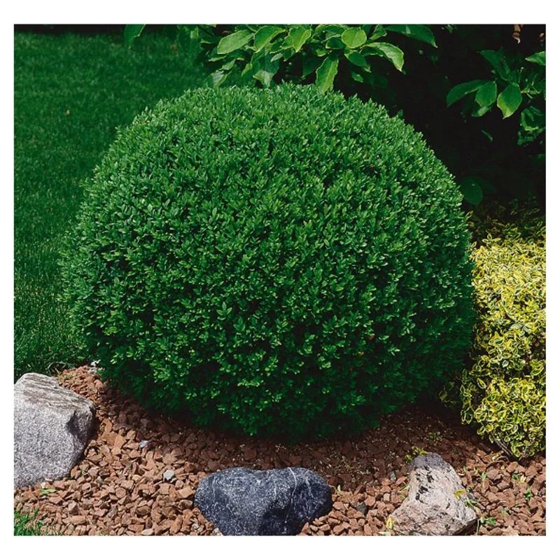 Boxwood Shrub - 1-Gallon Pot