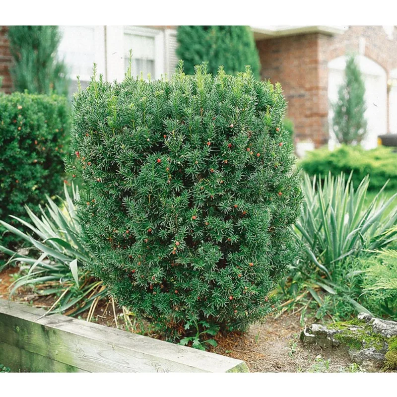 3 Gallon Assorted Yew Evergreen Shrub