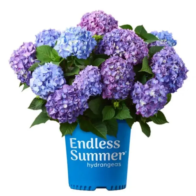 Endless Summer Bloomstruck Hydrangea - 3 gal.